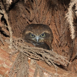 Ninox boobook at Kambah, ACT - 25 Apr 2019 05:28 PM