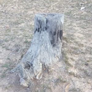 Papyrius nitidus at Jerrabomberra, ACT - suppressed