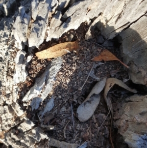 Papyrius nitidus at Jerrabomberra, ACT - suppressed