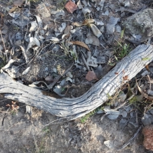 Papyrius nitidus at Jerrabomberra, ACT - 25 Apr 2019