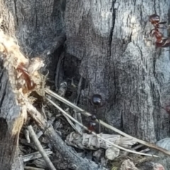 Papyrius nitidus at Jerrabomberra, ACT - 25 Apr 2019