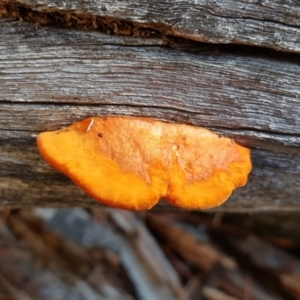 Trametes coccinea at Isaacs, ACT - 25 Apr 2019