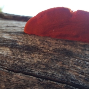 Trametes coccinea at Isaacs, ACT - 25 Apr 2019