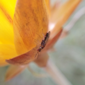 Megastigmus trisulcus at Acton, ACT - 25 Apr 2019 02:30 PM