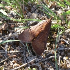 Uresiphita ornithopteralis (Tree Lucerne Moth) at Tuggeranong Hill - 25 Apr 2019 by Owen