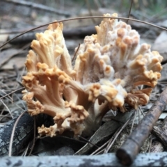 Ramaria sp. (genus) at Moruya, NSW - 25 Apr 2019 10:00 AM