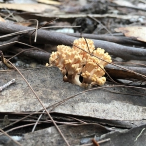 Ramaria sp. (genus) at Moruya, NSW - 25 Apr 2019 10:00 AM