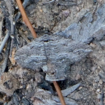 Chrysolarentia severata (Finely-lined Carpet) at Theodore, ACT - 25 Apr 2019 by OwenH