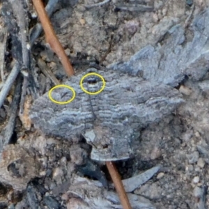 Chrysolarentia severata at Theodore, ACT - 25 Apr 2019