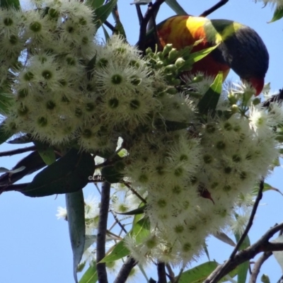 Trichoglossus moluccanus (Rainbow Lorikeet) at Broulee, NSW - 24 Apr 2019 by LisaH