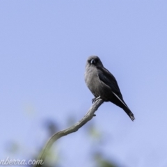 Artamus cyanopterus cyanopterus (Dusky Woodswallow) at Paddys River, ACT - 21 Apr 2019 by BIrdsinCanberra