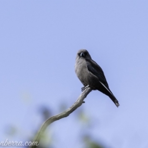 Artamus cyanopterus at Paddys River, ACT - 21 Apr 2019 11:48 AM