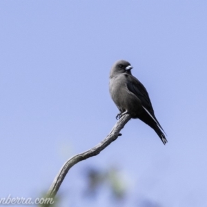 Artamus cyanopterus at Paddys River, ACT - 21 Apr 2019 11:48 AM