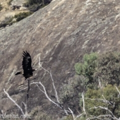 Aquila audax (Wedge-tailed Eagle) at Tennent, ACT - 21 Apr 2019 by JonSteinbeck