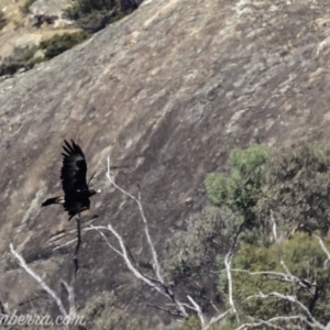 Aquila audax at Tennent, ACT - 21 Apr 2019