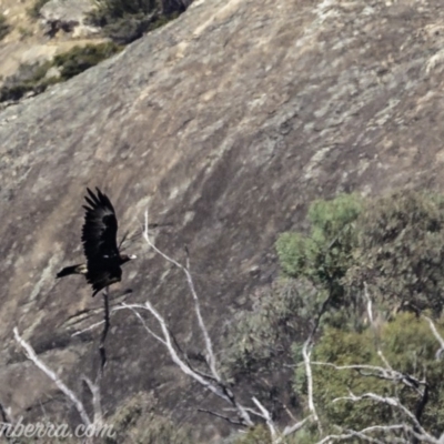 Aquila audax (Wedge-tailed Eagle) at Tennent, ACT - 21 Apr 2019 by JonSteinbeck