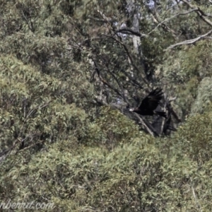 Aquila audax at Tennent, ACT - 21 Apr 2019