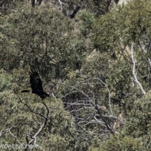 Aquila audax at Tennent, ACT - 21 Apr 2019