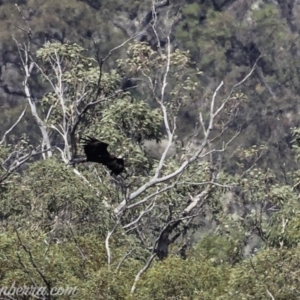 Aquila audax at Tennent, ACT - 21 Apr 2019