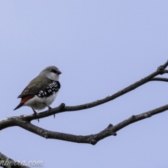 Stagonopleura guttata (Diamond Firetail) at Paddys River, ACT - 21 Apr 2019 by BIrdsinCanberra