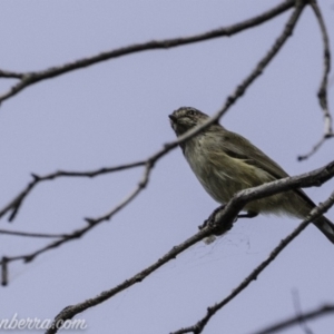 Smicrornis brevirostris at Paddys River, ACT - 21 Apr 2019 11:46 AM