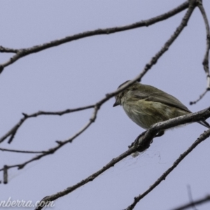 Smicrornis brevirostris at Paddys River, ACT - 21 Apr 2019 11:46 AM