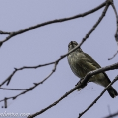 Smicrornis brevirostris at Paddys River, ACT - 21 Apr 2019