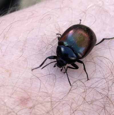 Chalcopteroides spectabilis (Rainbow darkling beetle) at Monash, ACT - 25 Apr 2019 by jackQ