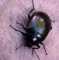 Chalcopteroides spectabilis at Monash, ACT - 25 Apr 2019