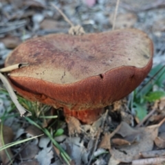 zz bolete at Deakin, ACT - 25 Apr 2019 by JackyF