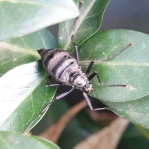 Boreoides subulatus at Hughes, ACT - 25 Apr 2019 01:17 PM