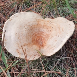 Lactarius deliciosus at Molonglo Valley, ACT - 24 Apr 2019