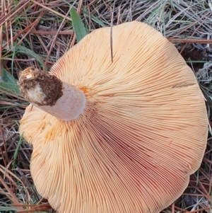 Lactarius deliciosus at Molonglo Valley, ACT - 24 Apr 2019