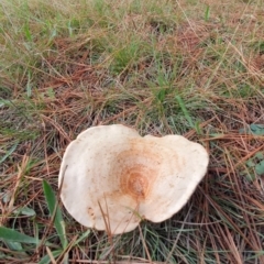 Lactarius deliciosus at Molonglo Valley, ACT - 24 Apr 2019