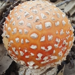 Amanita muscaria (Fly Agaric) at National Arboretum Forests - 24 Apr 2019 by AaronClausen