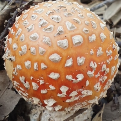 Amanita muscaria (Fly Agaric) at National Arboretum Forests - 24 Apr 2019 by AaronClausen