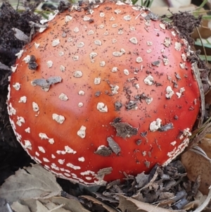 Amanita muscaria at Molonglo Valley, ACT - 24 Apr 2019 02:22 PM