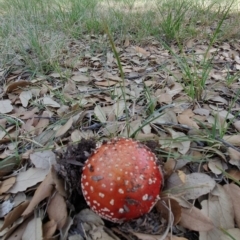 Amanita muscaria at Molonglo Valley, ACT - 24 Apr 2019 02:22 PM