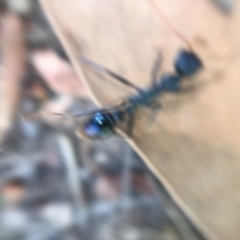 Myrmecia tarsata (Bull ant or Bulldog ant) at Nelson Beach - 2 Mar 2019 by lalbertson