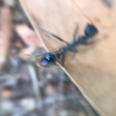 Myrmecia tarsata (Bull ant or Bulldog ant) at Nelson Beach - 2 Mar 2019 by lalbertson