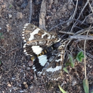 Apina callisto at Isaacs Ridge - 25 Apr 2019 04:29 PM