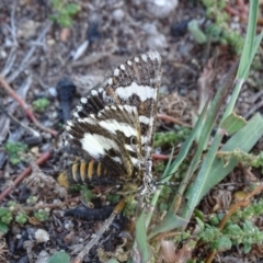 Apina callisto at Isaacs Ridge - 25 Apr 2019 04:29 PM