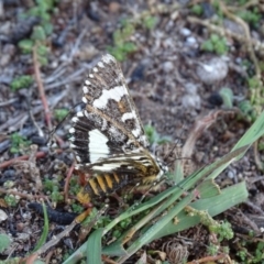 Apina callisto at Isaacs Ridge - 25 Apr 2019 04:29 PM