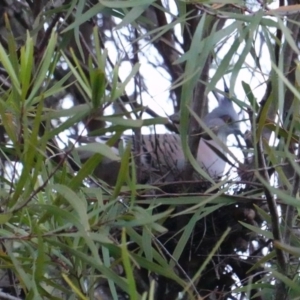 Ocyphaps lophotes at Hughes, ACT - 25 Apr 2019