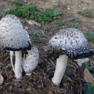 Coprinus comatus at Deakin, ACT - 24 Apr 2019