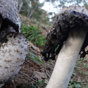 Coprinus comatus at Deakin, ACT - 24 Apr 2019