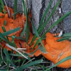 Trametes coccinea (Scarlet Bracket) at Deakin, ACT - 25 Apr 2019 by JackyF