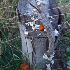 Trametes coccinea at Deakin, ACT - 25 Apr 2019