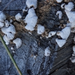 Schizophyllum commune at Deakin, ACT - 25 Apr 2019