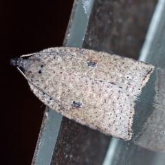 Meritastis polygraphana (Mottled Bell Moth) at O'Connor, ACT - 25 Apr 2019 by ibaird